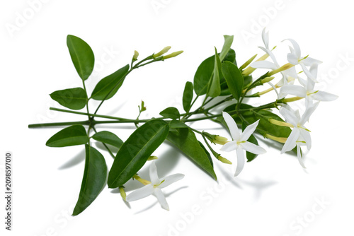 Jasmine flowers with buds