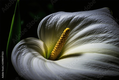 White arum lily flower with yellow spadix in center bloom. Close up nature shot of elegant petal texture with dark background. Fresh botanical spring blossom plant detail for wedding decor floral