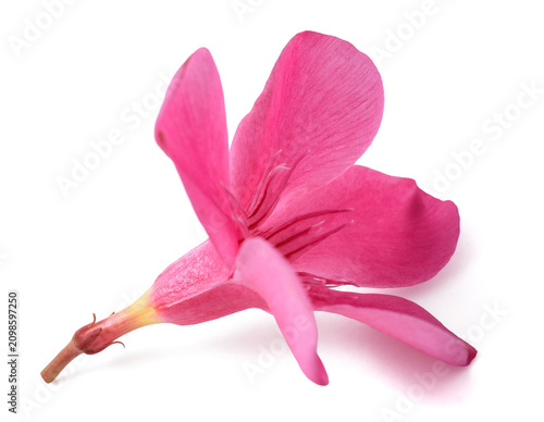 Oleander  flower
