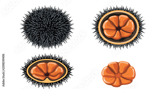 Fresh Sea Urchin Seafood Vector Set with Whole Spiky Shells and Orange Uni Roe Slices for Japanese Sushi Restaurant Menus and Ocean Culinary Graphics