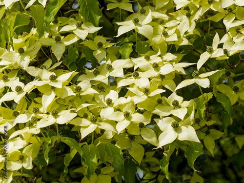 Fotografi Cornus kousa - Japanese dogwood tree