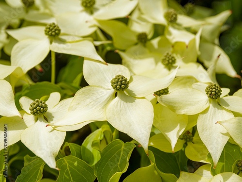 Billede på lærred (Cornus kousa) Japanese dogwood tree producing clusters of flowers surrounded by large, petal-like white bracts rest on glossy, dark green, oval leaves