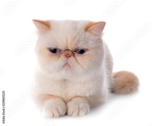 Foto exotic shorthair cat