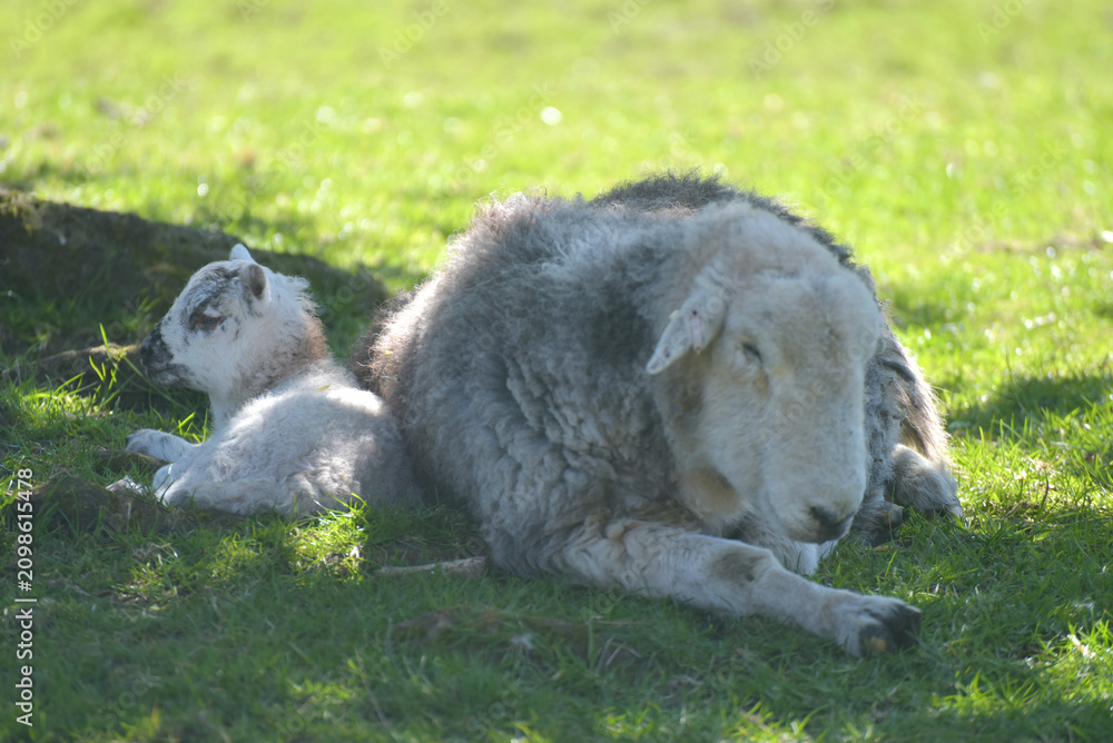 Obraz premium Sheep and lamb in the valley of Great Langdale in the Lake District