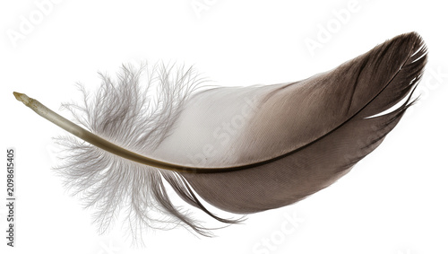 Delicate brown and white bird feather with fluffy barbs, isolated on transparent background