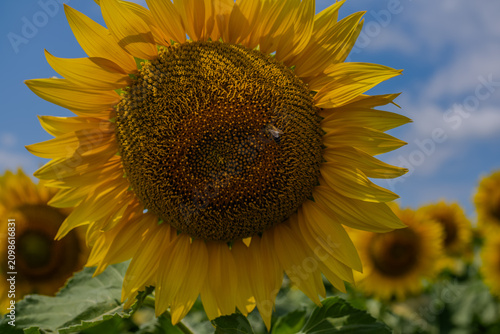 Golden Horizon: A Dramatic View of an Endless Sunflower Field
