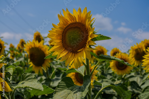 Golden Horizon: A Dramatic View of an Endless Sunflower Field