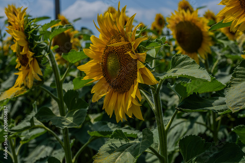 Golden Horizon: A Dramatic View of an Endless Sunflower Field
