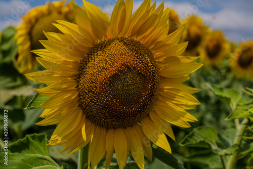 Golden Horizon: A Dramatic View of an Endless Sunflower Field