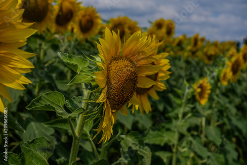 Golden Horizon: A Dramatic View of an Endless Sunflower Field
