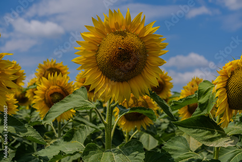 Golden Horizon: A Dramatic View of an Endless Sunflower Field