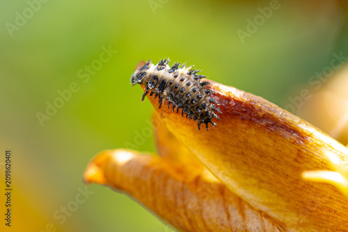 Schilderij op canvas Larve de coccinelle se déplaçant sur un pétale de fleur jaune flétri, gros plan