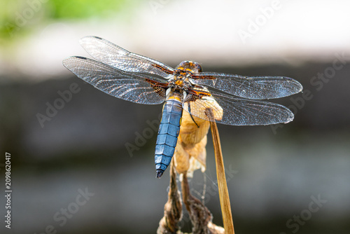 Foto Libellule déprimée mâle (Libellula depressa) posée sur un support végétal sec, a