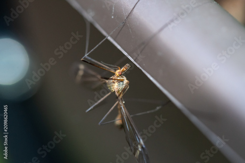 Fotografie Macro d'un grand cousin (tipule) suspendu sous un abri métallique
