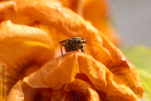 Tableau sur toile Macro photographie d'une petite mouche posée sur un pétale de fleur orange flétr