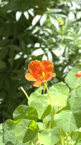 Vibrant Orange Nasturtium Flower Blooming in Sunlight