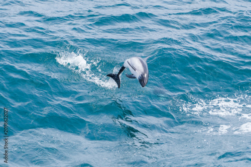фотографія Dolphins leap out of the water in the Falkland Islands, England.