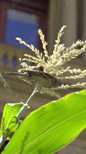 Small Sparrow Perched on Corn Plant in Sunlight