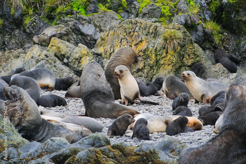 Foto Antarctic fur seals and southern elephant seals in South Georgia, UK
