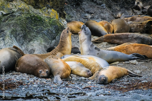 Southern elephant seals in Elsehue Bay, South Georgia, UK