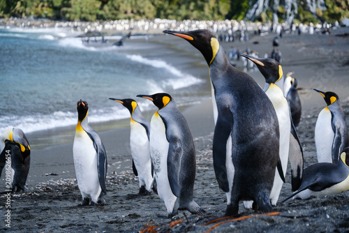 Fotografie King Penguin Habitat in Right Whale Bay, South Georgia Islands, UK