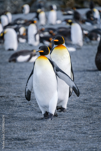 Bild auf Leinwand King Penguin Habitat in Right Whale Bay, South Georgia Islands, UK