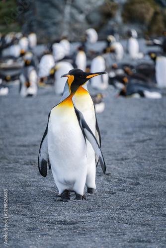 Canvastavla King Penguin Habitat in Right Whale Bay, South Georgia Islands, UK