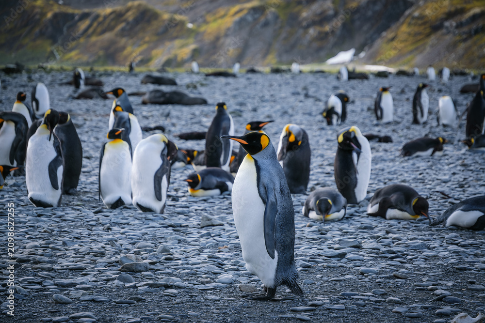 Obraz premium King Penguin Habitat in Right Whale Bay, South Georgia Islands, UK
