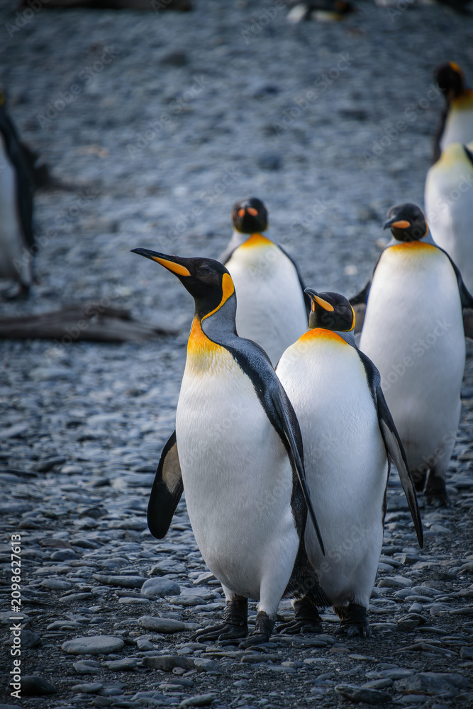 Fototapeta premium King Penguin Habitat in Right Whale Bay, South Georgia Islands, UK