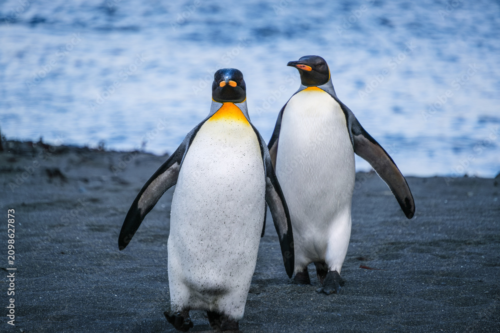 Obraz premium King Penguin Habitat in Right Whale Bay, South Georgia Islands, UK