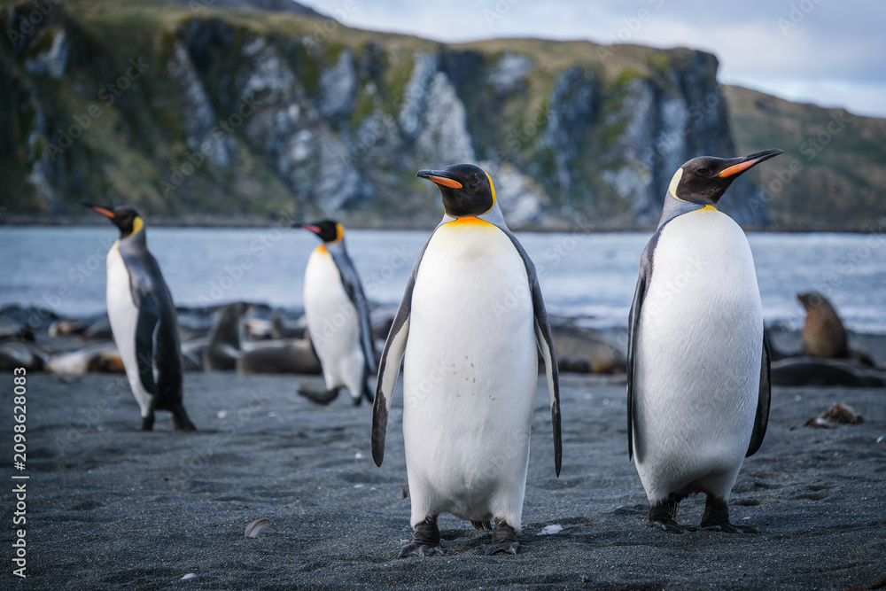 Fototapeta premium King Penguin Habitat in Right Whale Bay, South Georgia Islands, UK