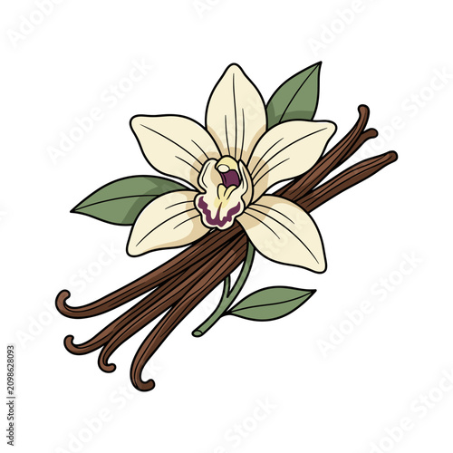 Flat vector illustration of vanilla flower and dry bean, botanical sketch isolated on white background, natural spice