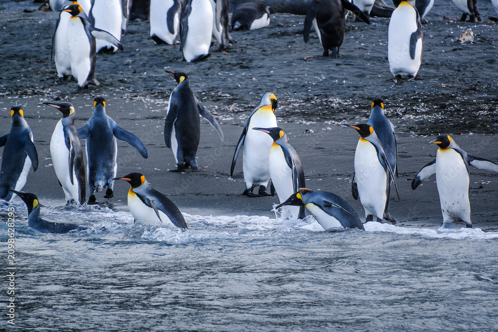 Obraz premium King Penguin Habitat in Right Whale Bay, South Georgia Islands, UK