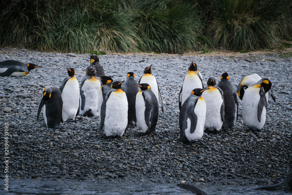 Fototapeta premium Port Jason Harbour King Penguin Sanctuary, South Georgia