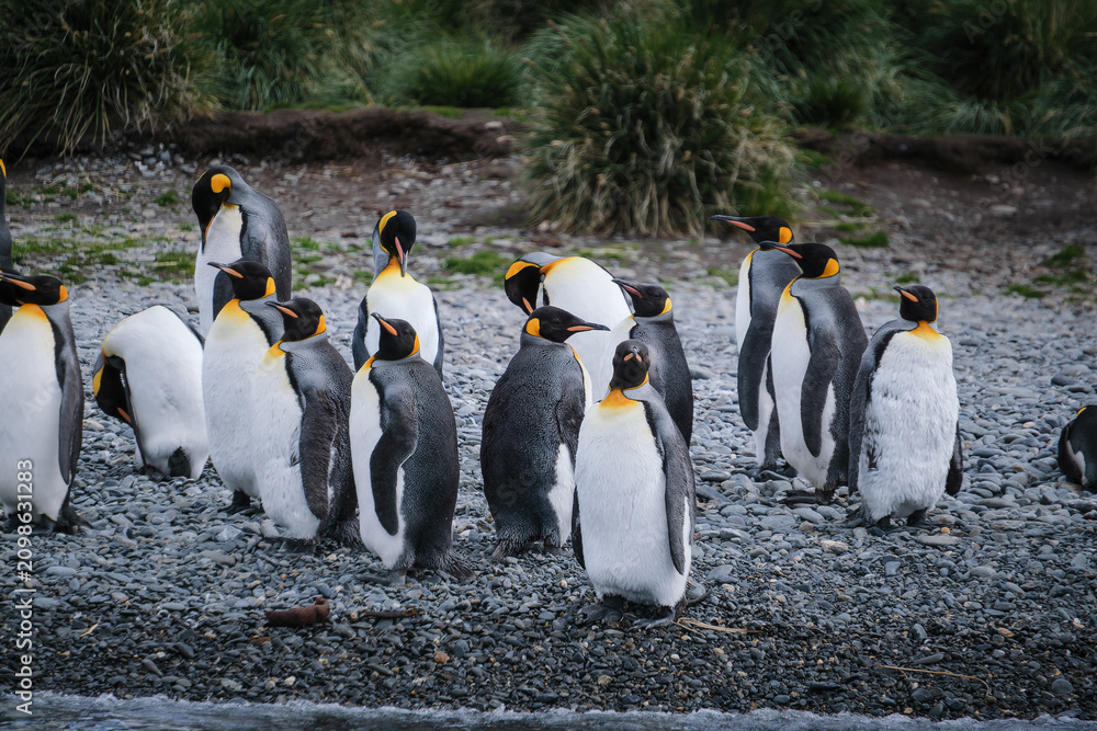 Obraz premium Port Jason Harbour King Penguin Sanctuary, South Georgia