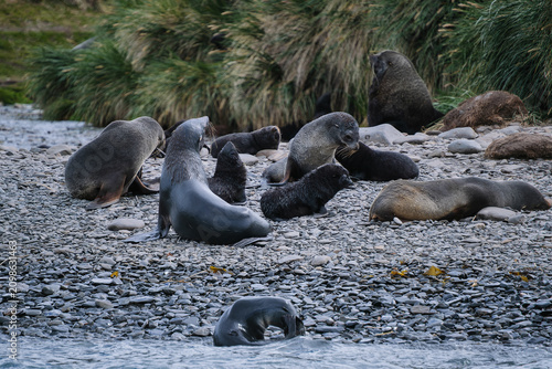 Quadro su tela Antarctic fur seal habitat in Port Jason Harbour, South Georgia Islands