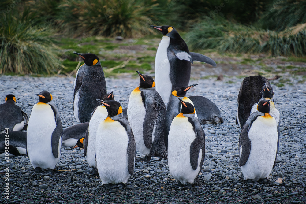 Obraz premium Port Jason Harbour King Penguin Sanctuary, South Georgia