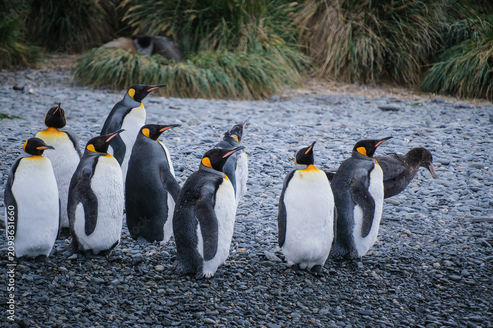 Obraz premium Port Jason Harbour King Penguin Sanctuary, South Georgia