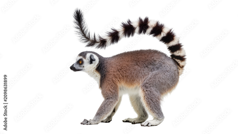 Fototapeta premium Ring-tailed lemur with bushy black and white striped tail, isolated on transparent background