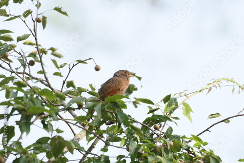 Foto Striated Laughingthrush