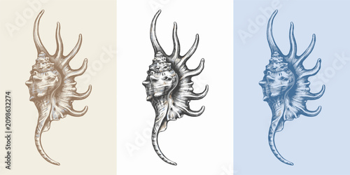 Fotografie Three hand-drawn of a spiny murex sea shell, presented in beige, white, and ligh