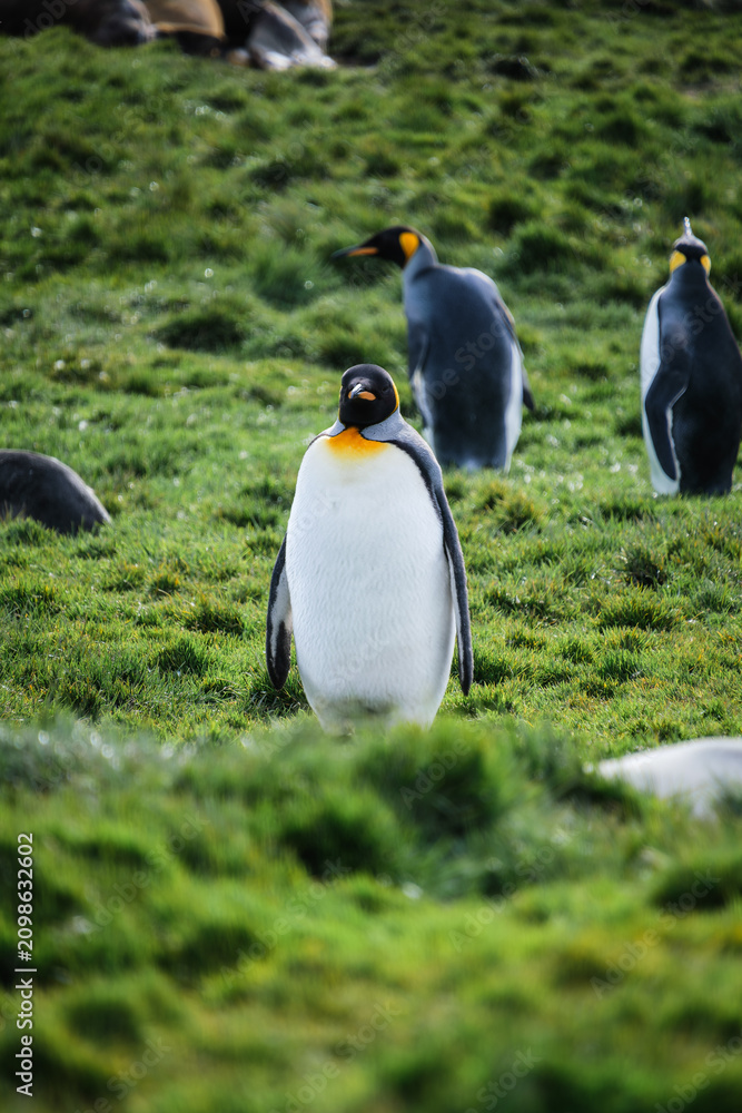 Obraz premium King Penguin Habitat in Grytviken, South Georgia, UK
