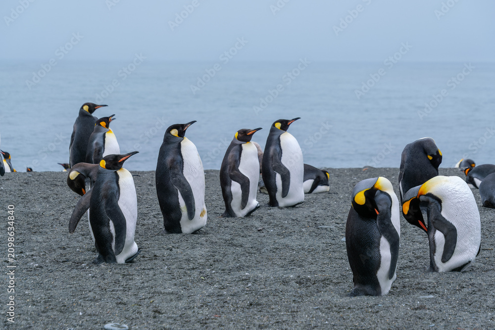 Obraz premium Scenery of the King Penguin Habitat in St Andrew's Bay, South Georgia Islands
