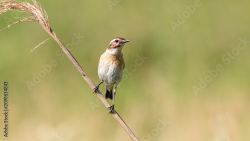 Fényképezés red backed shrike