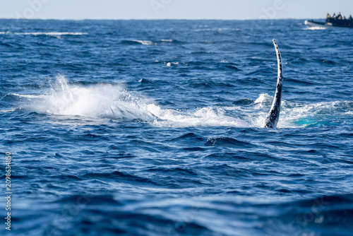 Schilderij op canvas Humpback whale raising its white pectoral flipper near a tourist boat