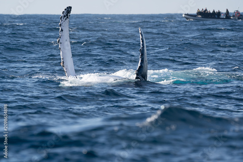 Konstfotografi Humpback whale raising its white pectoral flipper near a tourist boat