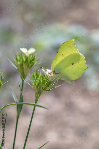 Cuadro en lienzo Male brimstone butterfly (Gonepteryx rhamni)