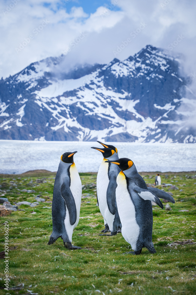 Fototapeta premium Scenery of the King Penguin Habitat in St Andrew's Bay, South Georgia Islands