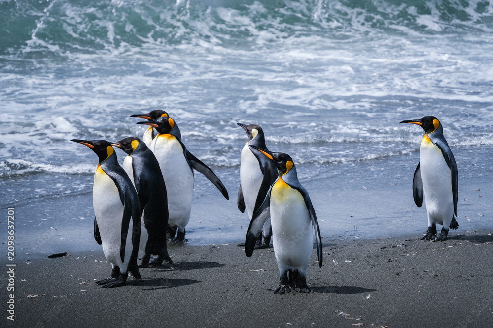 Fototapeta premium Scenery of the King Penguin Habitat in St Andrew's Bay, South Georgia Islands