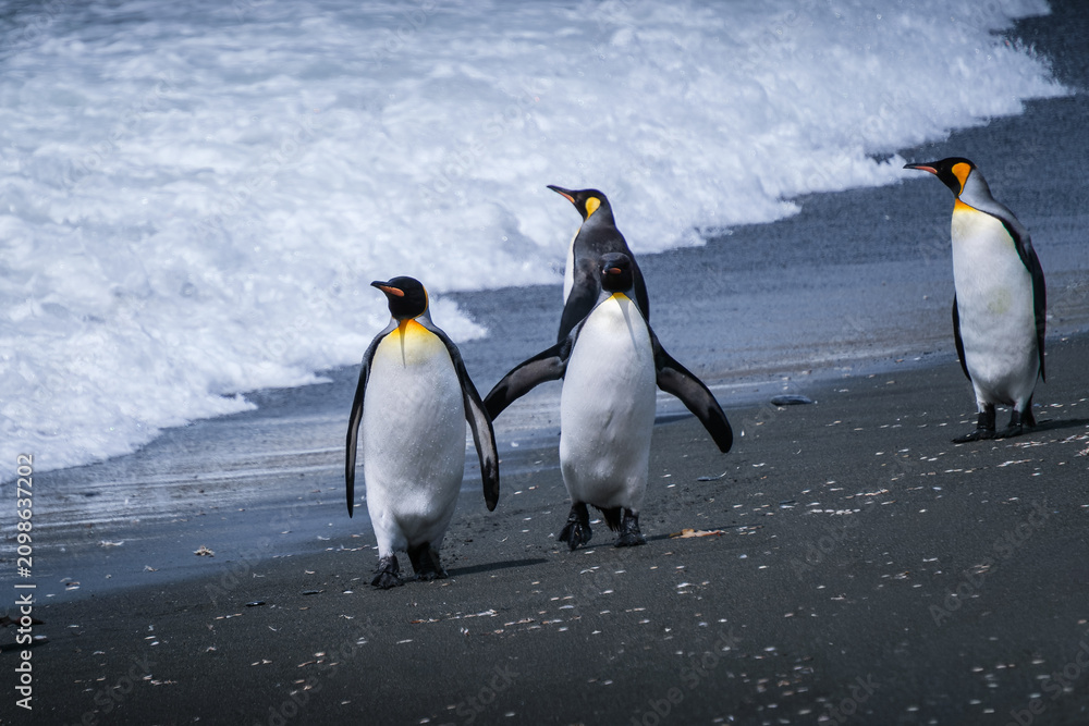 Fototapeta premium Scenery of the King Penguin Habitat in St Andrew's Bay, South Georgia Islands